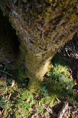 Nature in Stanley Park, Vancouver, British Columbia, Canada