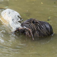 Nutria / Biberratte (Myocastor coypus) im Wasser