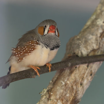 Zebrafink (Taeniopygia guttata) auf dem Ast