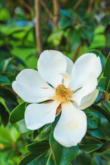 Classic magnolia tree. Magnolia grandiflora flower close up. Flowering tree in the seaside climate. © Yashkin Ilya
