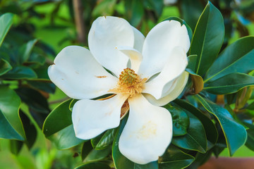 Classic magnolia tree. Magnolia grandiflora flower close up. Flowering tree in the seaside climate. © Yashkin Ilya