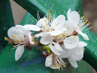 Flower from a tree 02