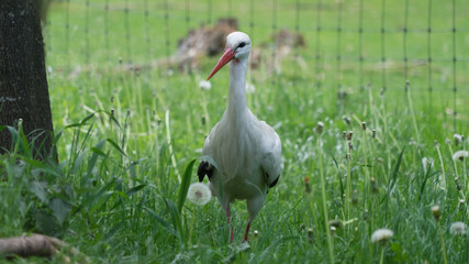 Weißstorch (Ciconia ciconia) im Grünen