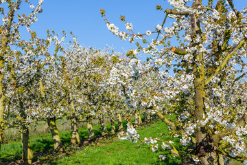 Kirschblüte in Wiesbaden-Frauenstein. 11.04.2019.