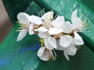 Flower from a tree 01