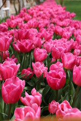 pink blossoming tulips with water drops in the spring April garden. Turkey tulip festival. Gulhine park, Istanbul