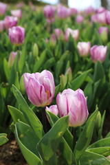 lilac blossoming tulips with water drops in the spring April garden. Turkey tulip festival. Gulhine park, Istanbul
