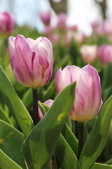 lilac blossoming tulips with water drops in the spring April garden. Turkey tulip festival. Gulhine park, Istanbul
