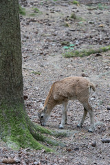 Naklejka na ściany i meble Hirschkalb im Wald