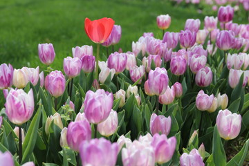 lilac blossoming tulips with water drops in the spring April garden. Turkey tulip festival. Gulhine park, Istanbul
