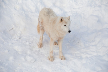 Obraz na płótnie Canvas Wild alaskan tundra wolf is standing on a white snow. Canis lupus arctos. Polar wolf or white wolf.