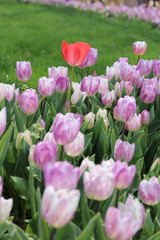 lilac blossoming tulips with water drops in the spring April garden. Turkey tulip festival. Gulhine park, Istanbul