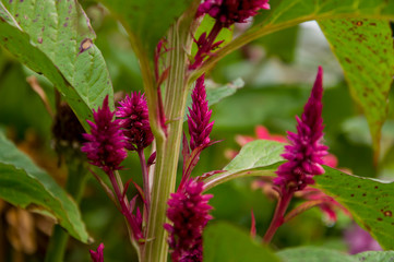 Bright dark pink flower celosis blooming in the garden on the green background. Early autumn