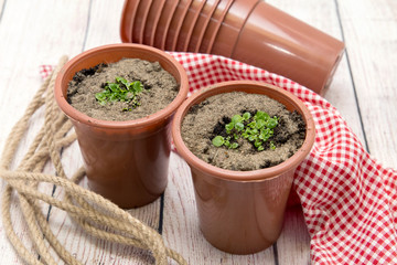 Seedlings of begonias is growing in plastic pots. Growing ornamental flowers