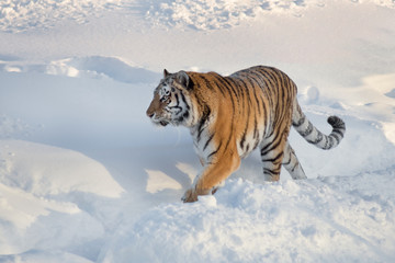 Wild siberian tiger is walking on the white snow in the park. Panthera tigris tigris. Animals in wildlife.