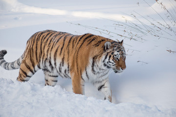 Wild siberian tiger is walking on the white snow. Panthera tigris tigris. Animals in wildlife.