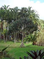 Fototapeta premium Plants and Gardens