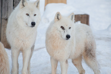 Two wild alaskan tundra wolves close up. Canis lupus arctos. Polar wolf or white wolf.