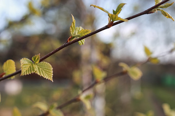 spring fresh leaves on a tree sunset