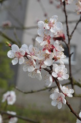 jary, kwiat, drzew, czereśnia, charakter, roz, galąz, biała, roślin, kwitnienie, sakura, beuty, jardin, pora roku, migdał, niebo, flora, piękne, kubki