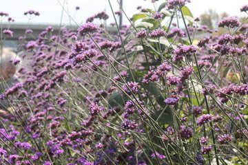 Obraz premium Blume, Natur, Pink, Garten, Garden, Frühling, Sommer, aufblühen, erblühen, lila, Feld, floral