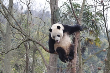 Obraz premium Playful Panda is Having Fun on the Tree, China