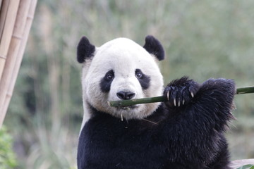 Funny Pose of a Giant Panda name Tai Shan, USA Born
