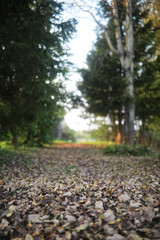 End of summer season in the park