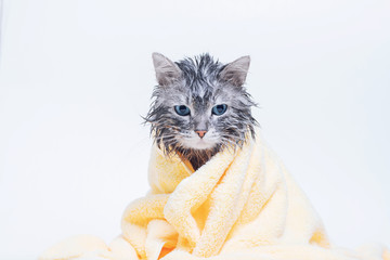Funny wet gray tabby cute kitten after bath wrapped in yellow towel with sad blue eyes. Pets...