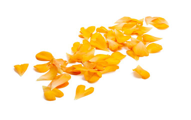 buttercup petals isolated
