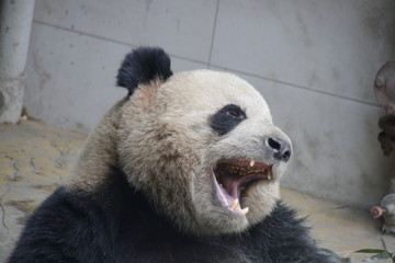 Famous Giant Panda Name Oreo, Panda Valley, China