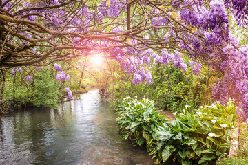 Beautiful spring landscape with blooming purple wisteria and quiet river with callla lilies