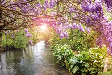 Fotobehang Beautiful spring landscape with blooming purple wisteria and quiet river with callla lilies © stsvirkun