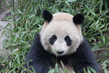 Fluffy Giant Panda's Face, Chengdu , China