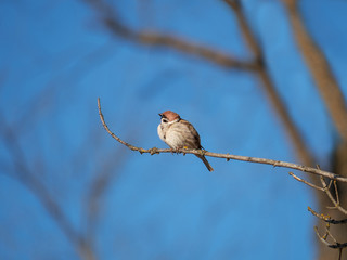 Sparrow on a branch