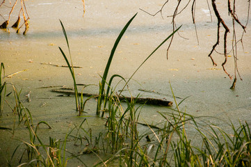 Small lake in the green forest with a lot of  duckweed and no reflections of  trees in the water.  Summer