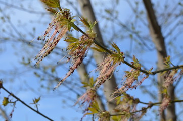 Foto Sobieniak © Szymon