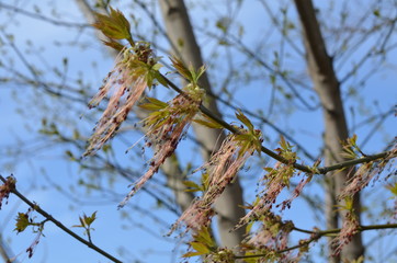 Foto Sobieniak © Szymon