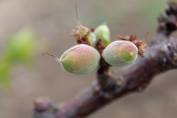 Apricot Branch With Small Fruits