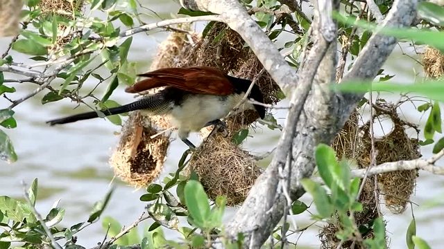 burchells coucal destroying nest of weavers to find eggs,Kruger national park