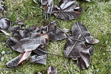 Braune Blätter mit Raureif