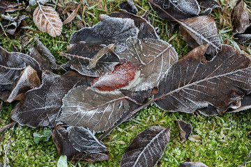 Braune Blätter mit Raureif
