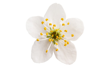 cherry flower isolated