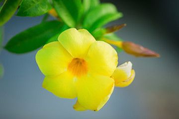 Fototapeta na wymiar bright yellow flower on blured natere background