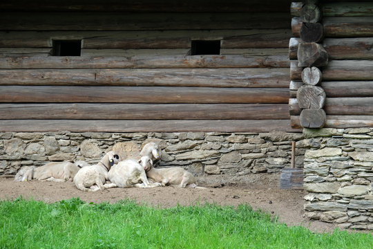 M&Uuml;DE SCHAFE AM BAUERNHOF