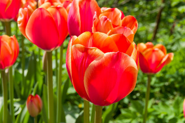 Beautiful bright red tulips