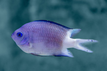 Coral reef fish