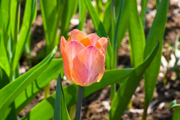 Tulipa of the Jumbo Beauty  species