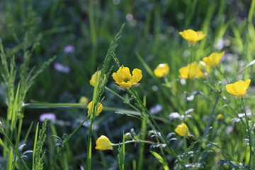 Ranuncoli di prato