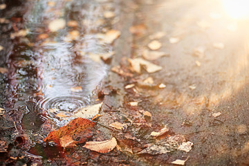 Autumn rain in the park